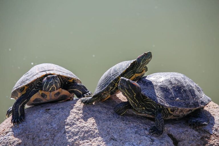 What Are A Group Of Turtles Called | Informative Facts!